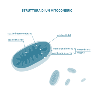 Struttura di un mitocondrio