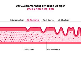 Kollagen und Falten