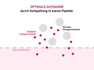 Hydrolisiertes Kollagen einfach erklärt