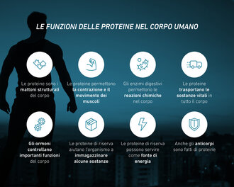 Le funzioni delle proteine nell'organismo in sintesi