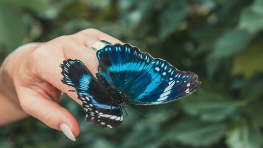 Schilddrüse - Schmetterling