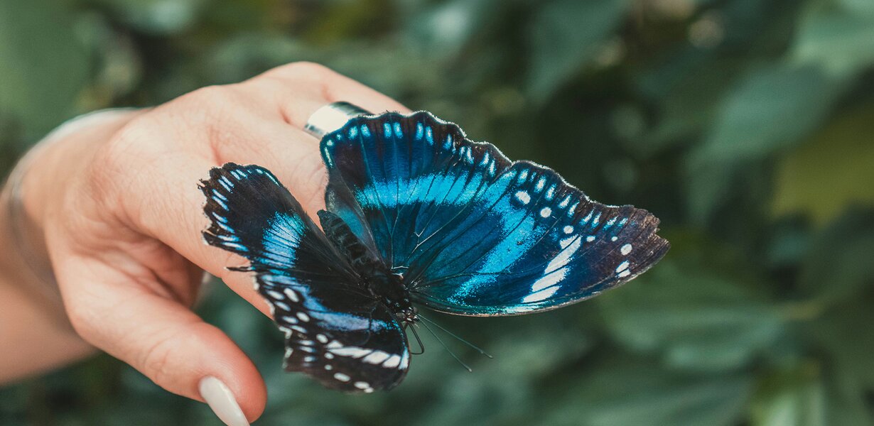 Schilddrüse - Schmetterling