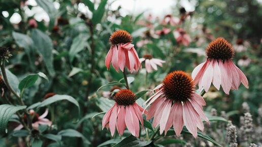 La planta Echinacea coneflower y sus efectos