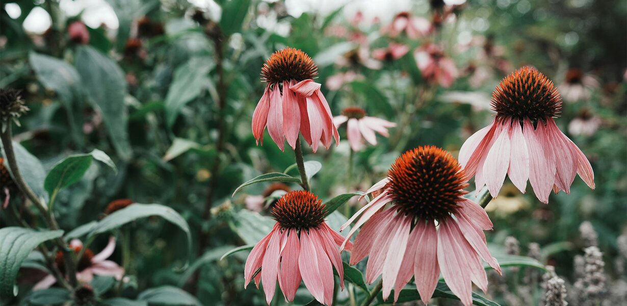 Echinacea coneflower plant and its effects