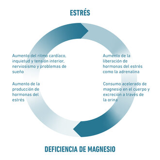 Resumen de la relación entre la falta de magnesio y el estrés