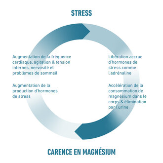 Lien entre carence en magnésium et stress en résumé