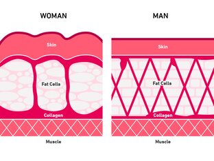 Difference between connective tissue in women and men