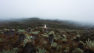 Person standing on a field in the fog