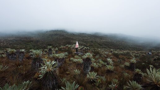 Persona de pie en un campo con niebla