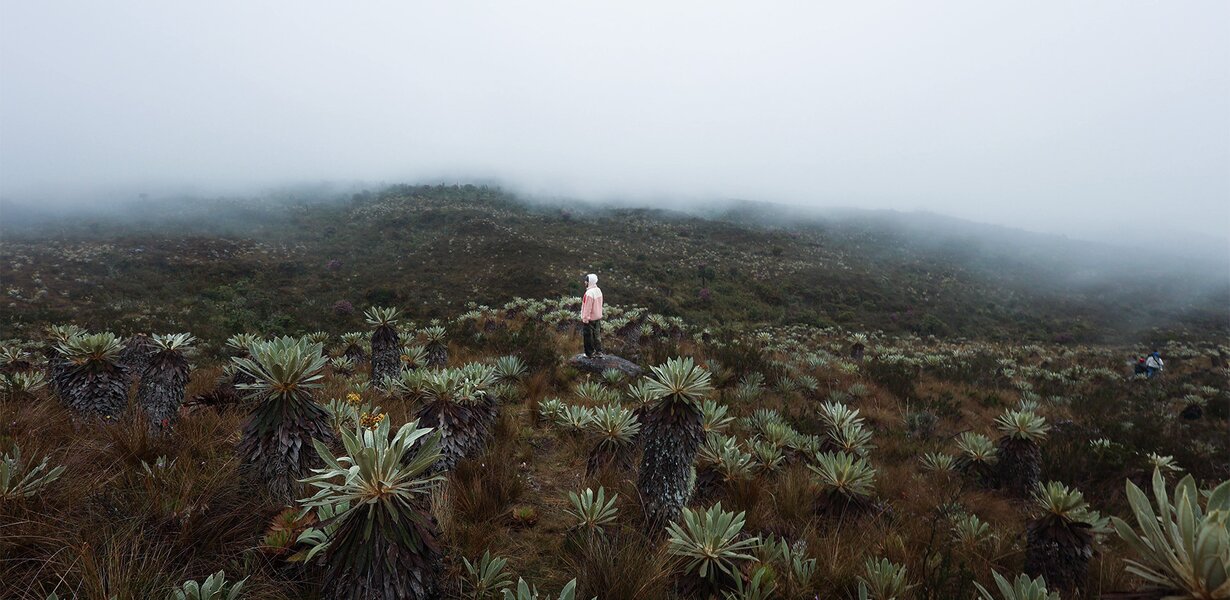 Persona in piedi su un campo nella nebbia