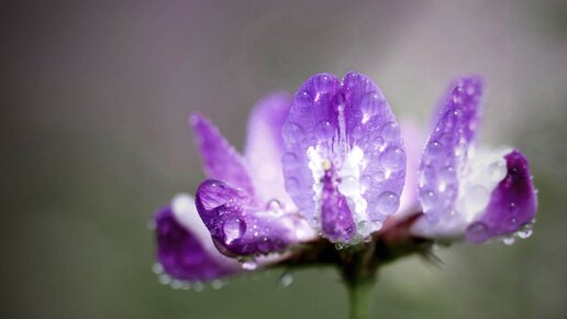 Astragalus (Tragant) – seine Wirkung und Anwendung