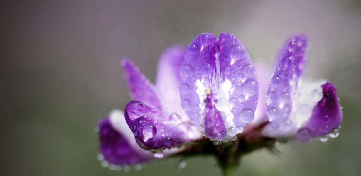 Astragalus ( traganek) - jego działanie i zastosowanie