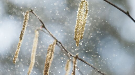 Allergia - cause e rimedi naturali