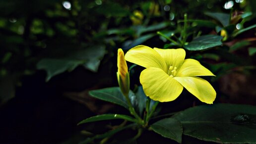 Damiana Blüte