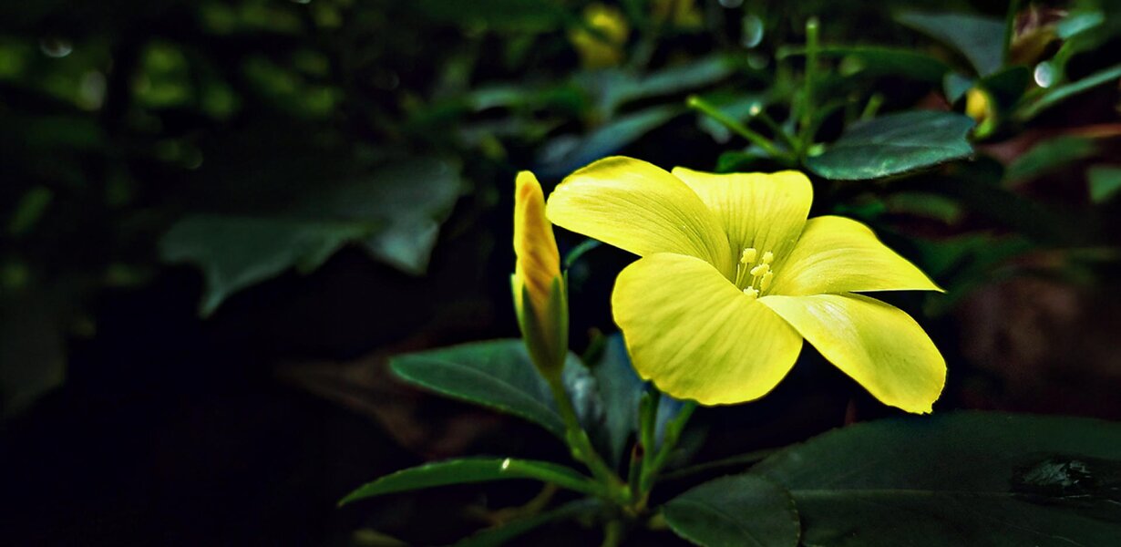 Damiana Blüte