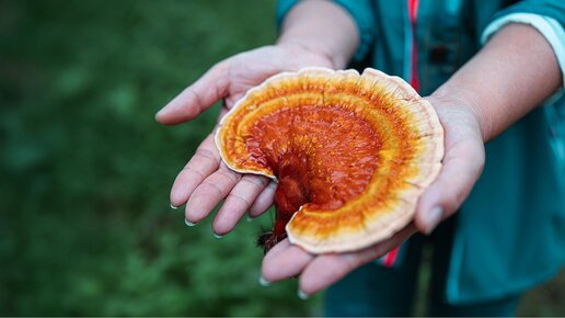 Reishi Pilz
