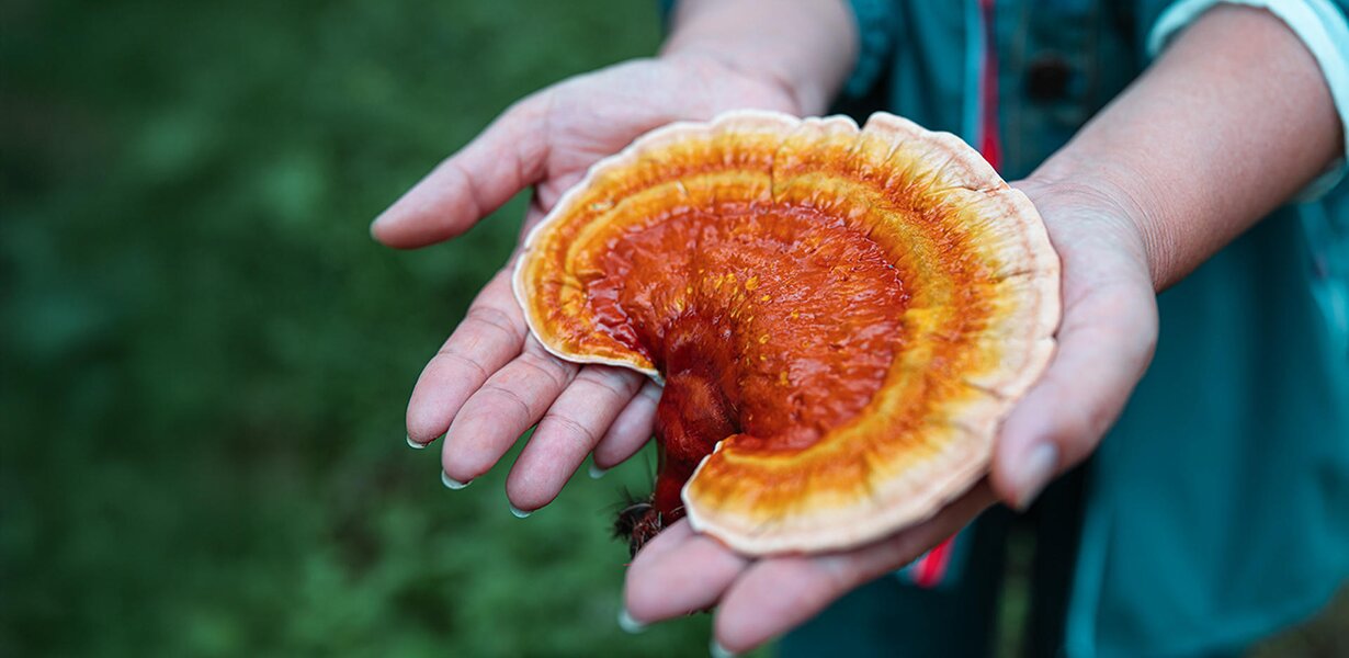 Reishi Pilz