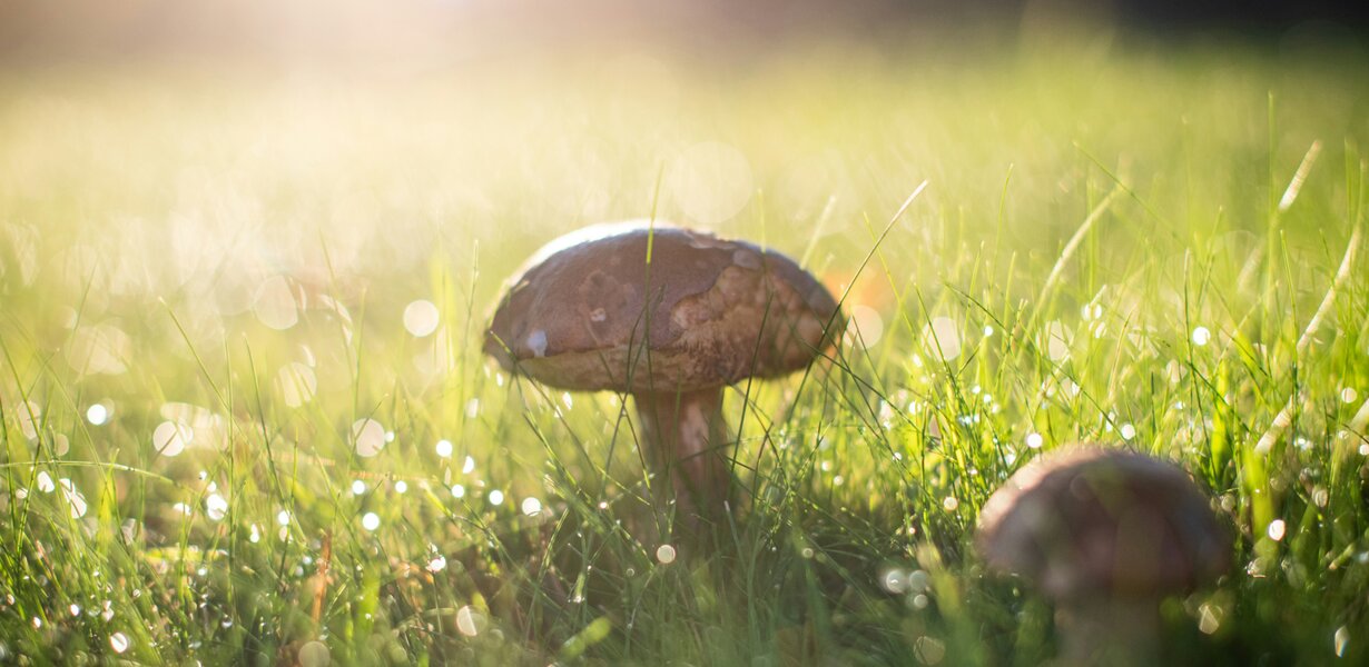 Pilz steht auf Wiese und wird von Sonne beschienen