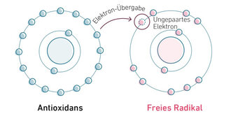 Elektronenübergabe Antioxidans an freies Radikal