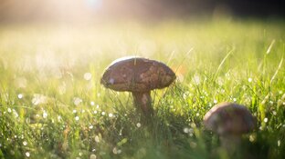 Pilz steht auf Wiese und wird von Sonne beschienen