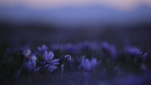 Safranblüten in der Morgendämmerung