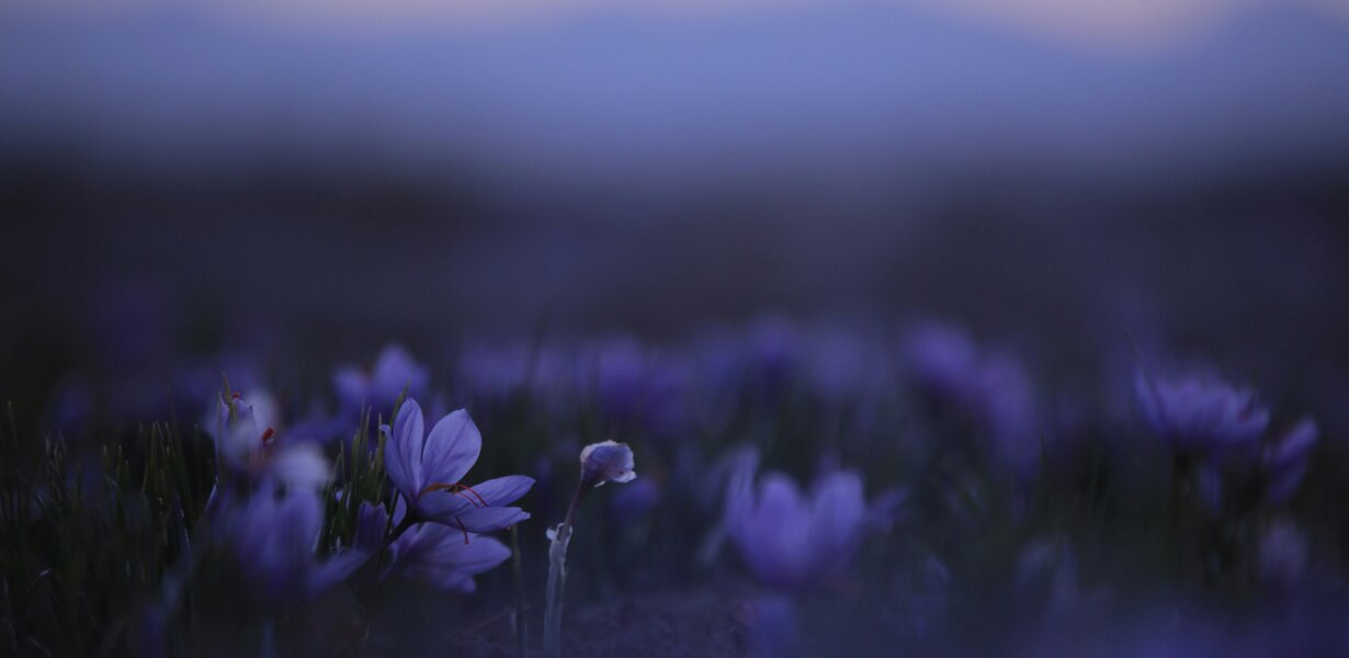 Safranblüten in der Morgendämmerung