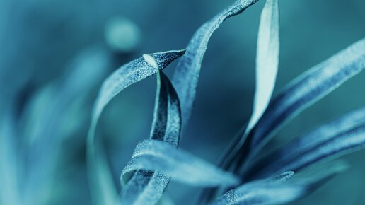 Grün-blaue Pflanze