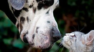 Deutsche Dogge und graue Katze, die sich in die Augen schauen